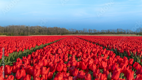 Obraz na płótnie Kwitnące pole tulipanów, wiosna w Holandii Północnej. w salonie