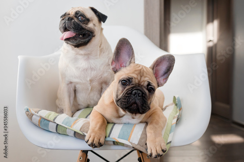 Happy pets pug dog and french bulldog sitting on a chair looking at the camera. Dogs are waiting for food in the kitchen © Magryt