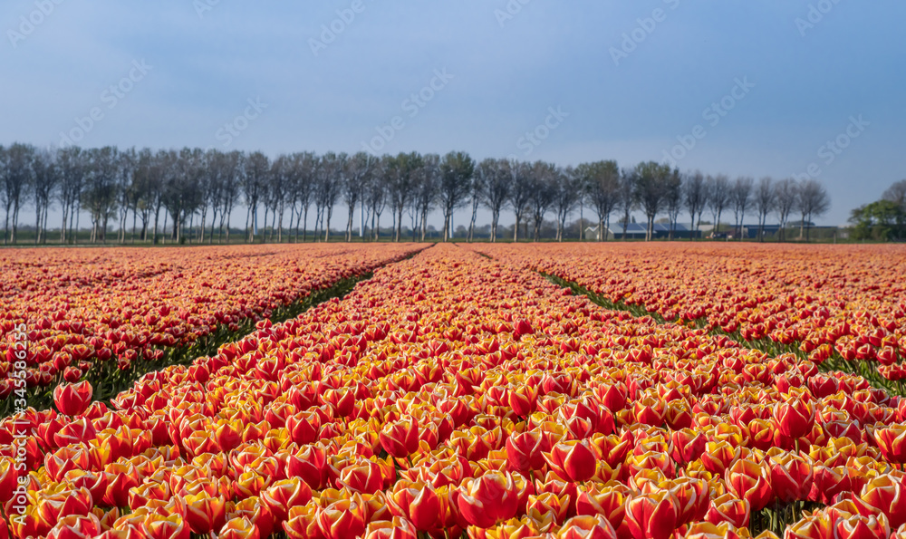 Kwitnące pole tulipanów, wiosna w Holandii Północnej.
