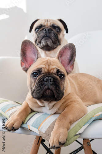 Fototapeta Naklejka Na Ścianę i Meble -  Happy pets pug dog and french bulldog sitting on a chair looking at the camera. Dogs are waiting for food in the kitchen