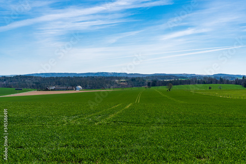 green field of wheat with trees in the background and beautiful sky