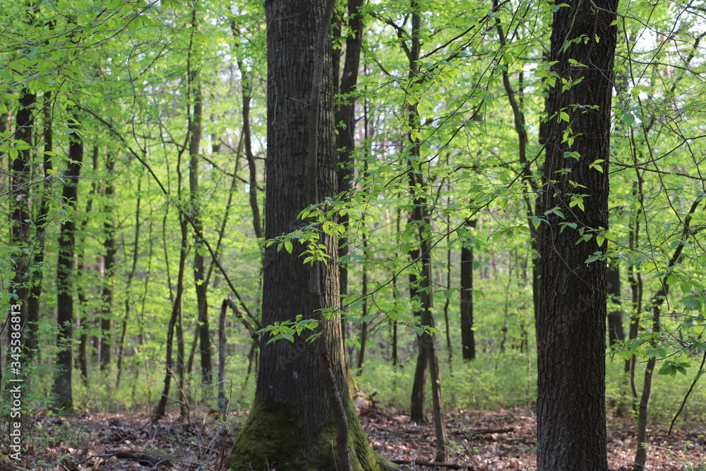 Fototapeta premium Bäume in der Dölauer Heide