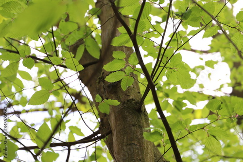 Bäume in der Dölauer Heide