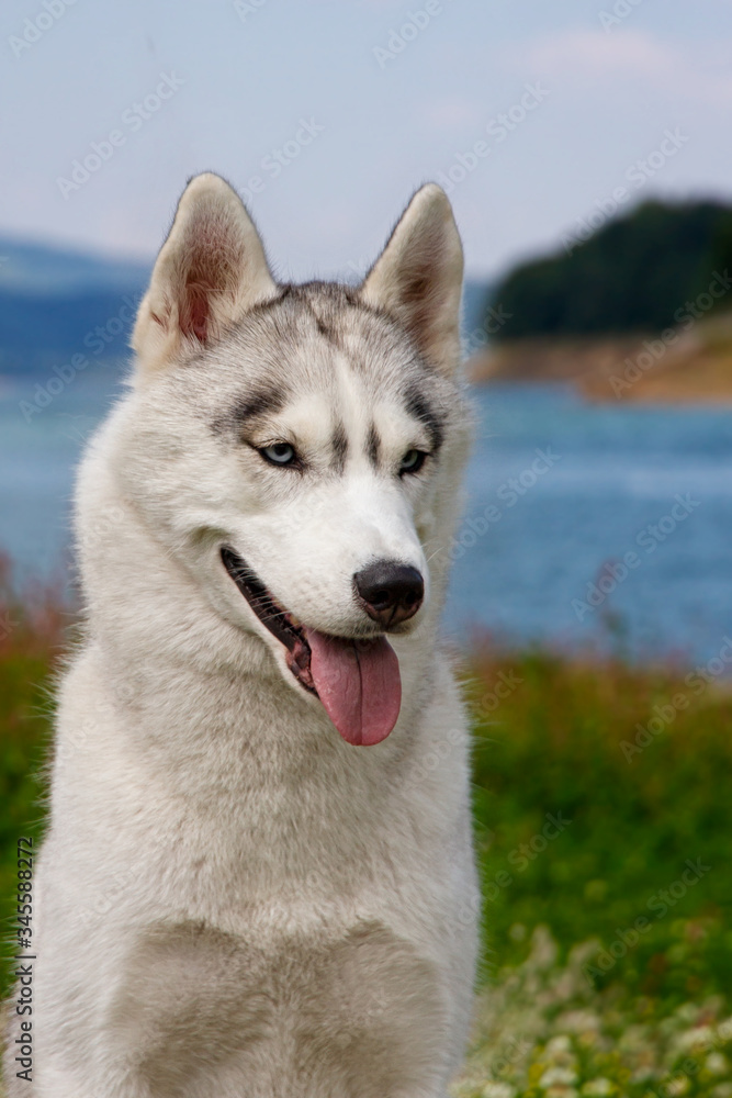 Siberian husky sitting on a mountain on the background of lakes and forests. The dog on the background of natural landscape.