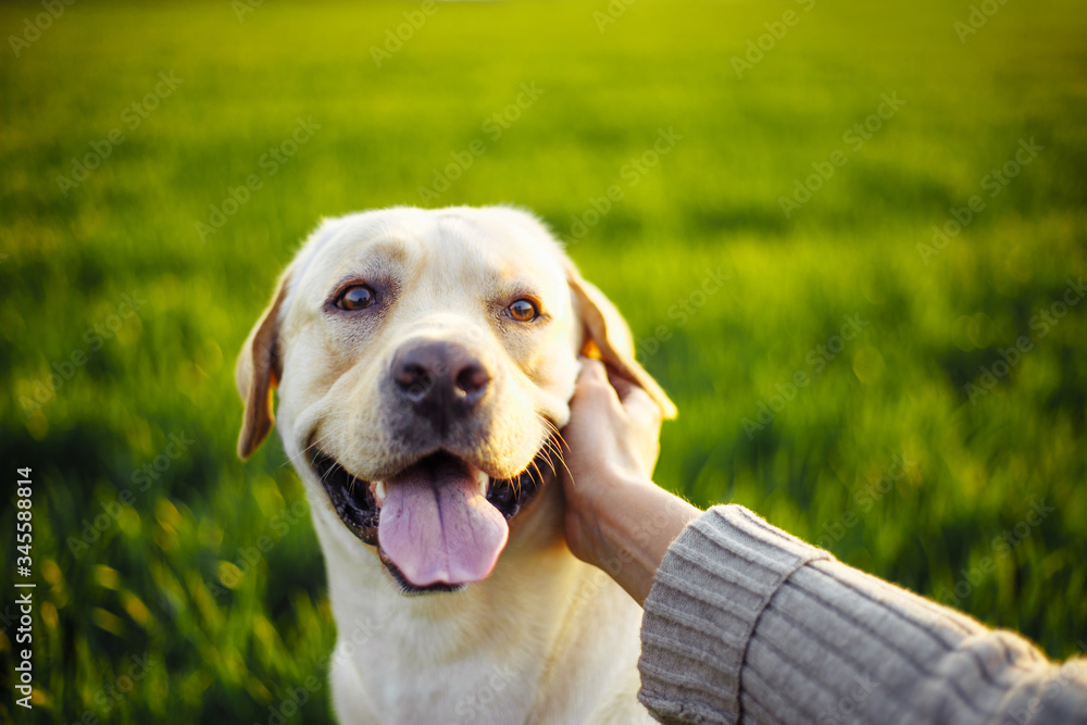 Closeup of a woman's hand pet the happy dog on the green field on the sunset. Cheerful labrador retriever sits on the grass with his owner. Home pet play and walk concept.