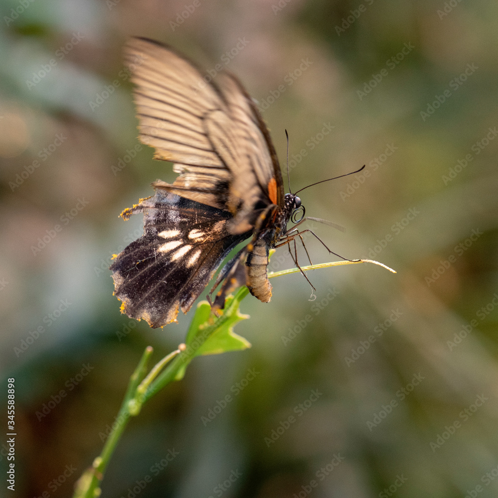 Obraz premium Schmetterlinge