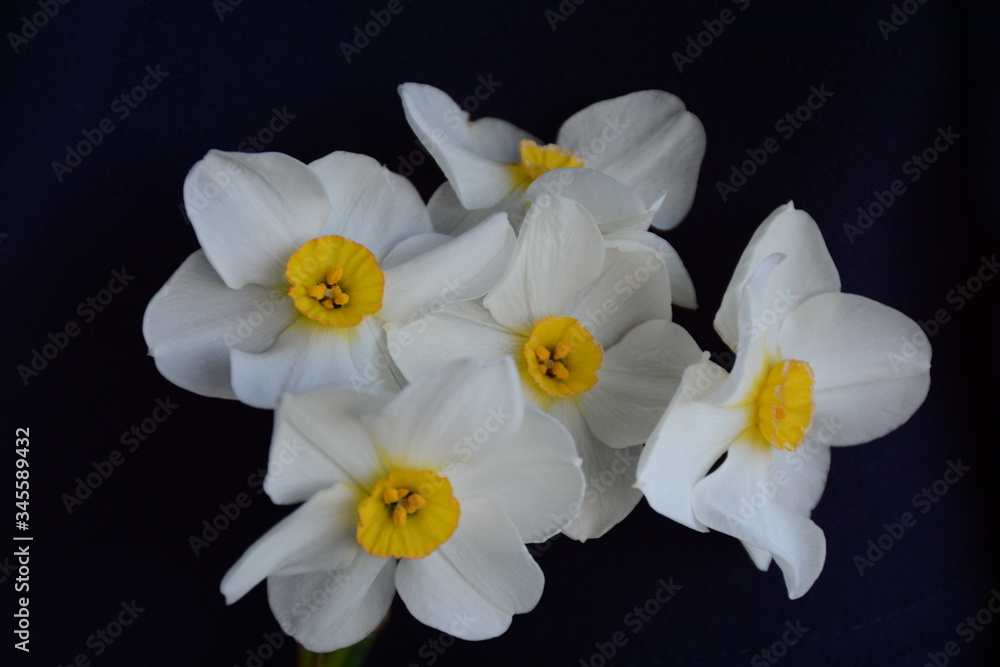 Fototapeta premium White-yellow daffodils on a dark background