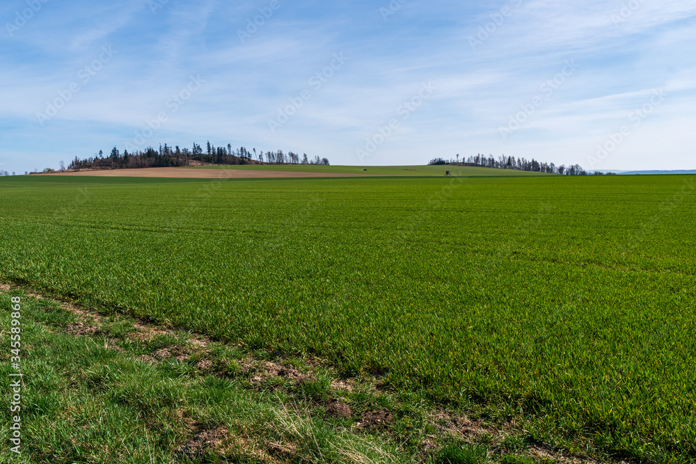 green field of barley with trees in the background and the sky in blue on a sunny day