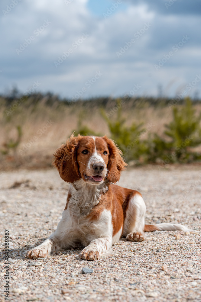 Adorable cute welsh springer spaniel, active happy healthy dog playing outside.