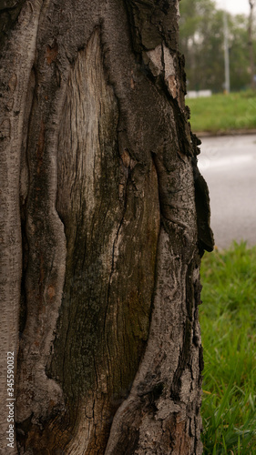 Kora i pień drzewa. © Bernadeta