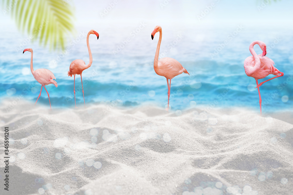 Fototapeta Flamingos Bird with Tropical sea sand sun Montage Summer background concept