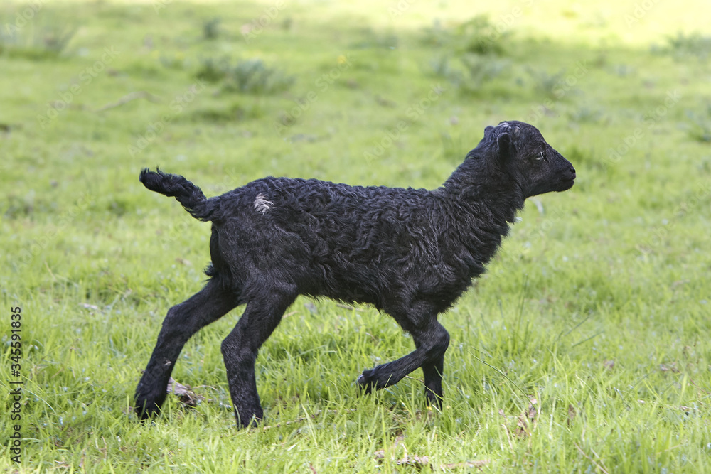 Black male ouessant lamb running and playing in the meadow Black male ouessant lamb running and playing in the meadow