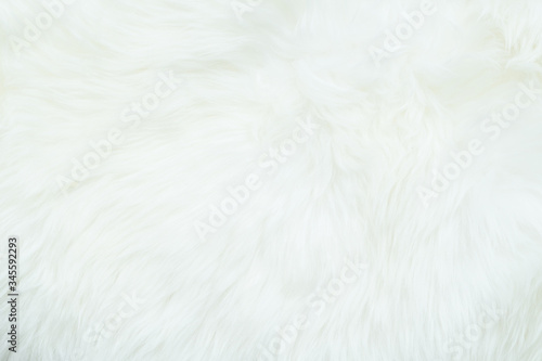 Sheepskin, lambskin white background the hide of sheep or lamb skin rug with soft hair texture on leather tanned with fleece in a pelt, natural insulator