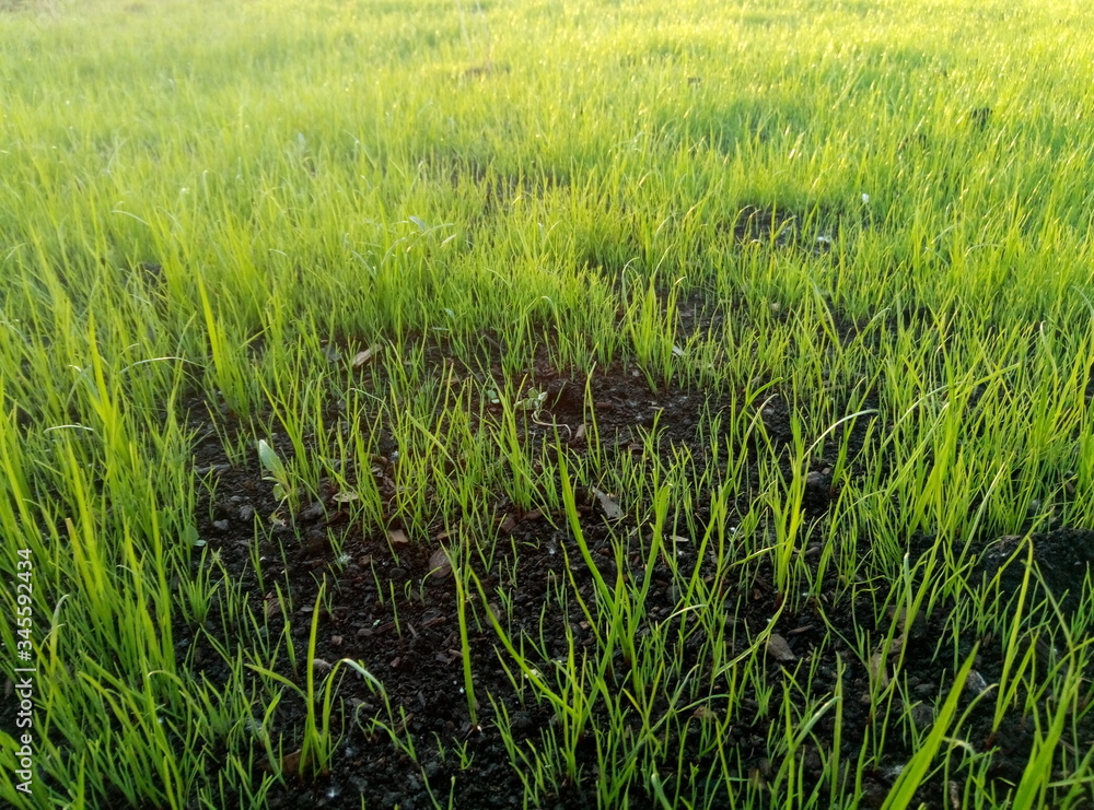 Obraz premium the lawn with grass
