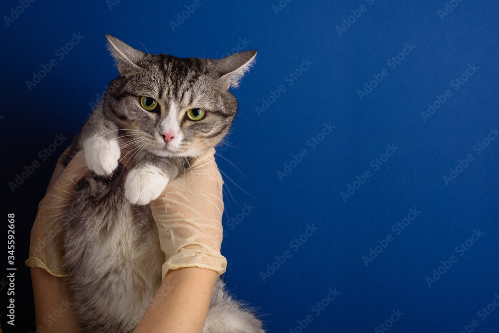 Beautiful and cute cat in the hands of a veterinarian in medical gloves. Blue background, cat examined at a veterinary clinic. Pet treatment, veterinary concept. Copy space, banner.