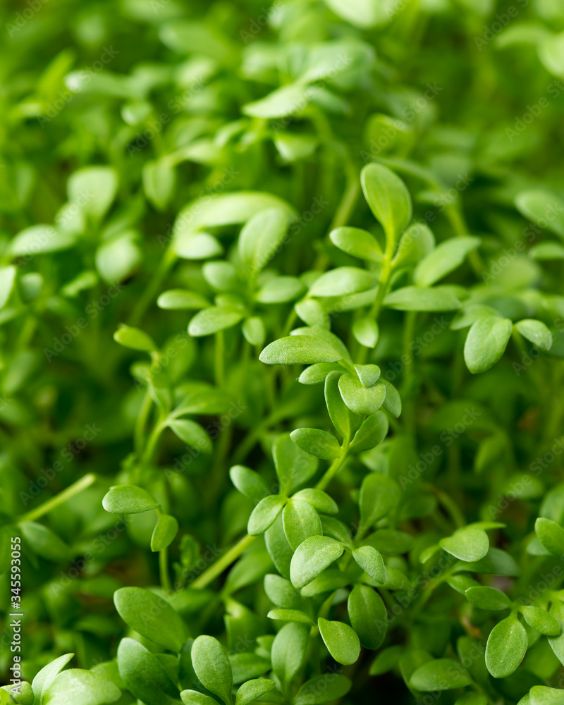 Cress sprouts close-up. Micro green superfood.