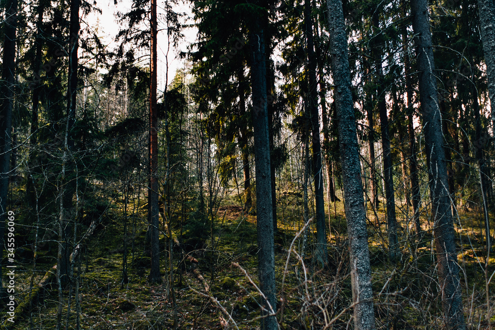 Fototapeta premium sunset in the woods