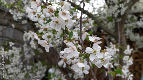 Fotografie spring cherry blossoms in the garden