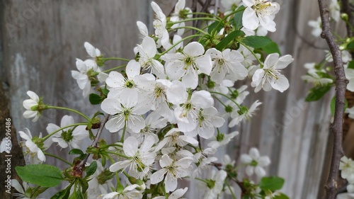 Foto spring cherry blossoms in the garden