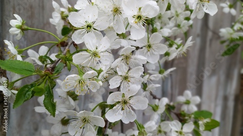 Φωτογραφία spring cherry blossoms in the garden