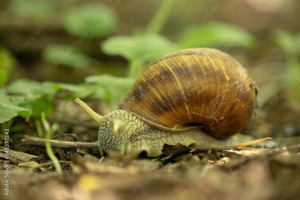 Forest snail background. A snail in the woods after rain. Forest snail background. A snail in the woods after rain.