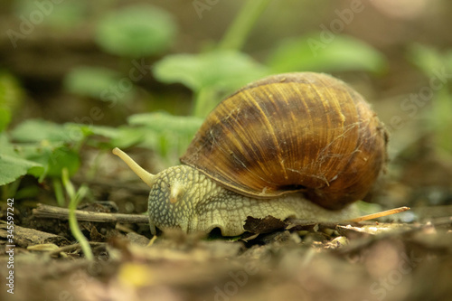 Forest snail background. A snail in the woods after rain.