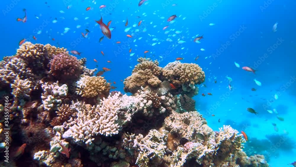 Beautiful colorful coral formation full of fish in the turquoise blue waters of the Red Sea in Egypt, Hurghada. Colorful corals in a scuba diving paradise. Healthy tropical seas full of life.