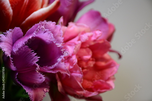 Purple tulip varieties "louvre" on the background of other varietal flowers