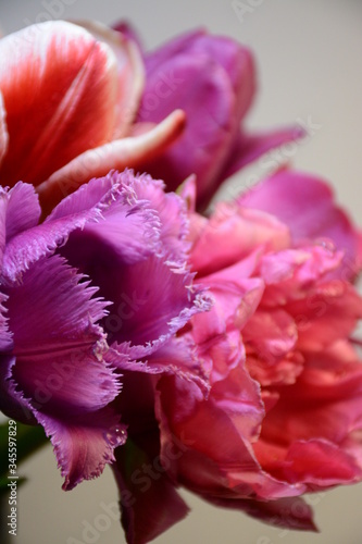 Beautiful purple and pink varietal tulips close-up on a light background