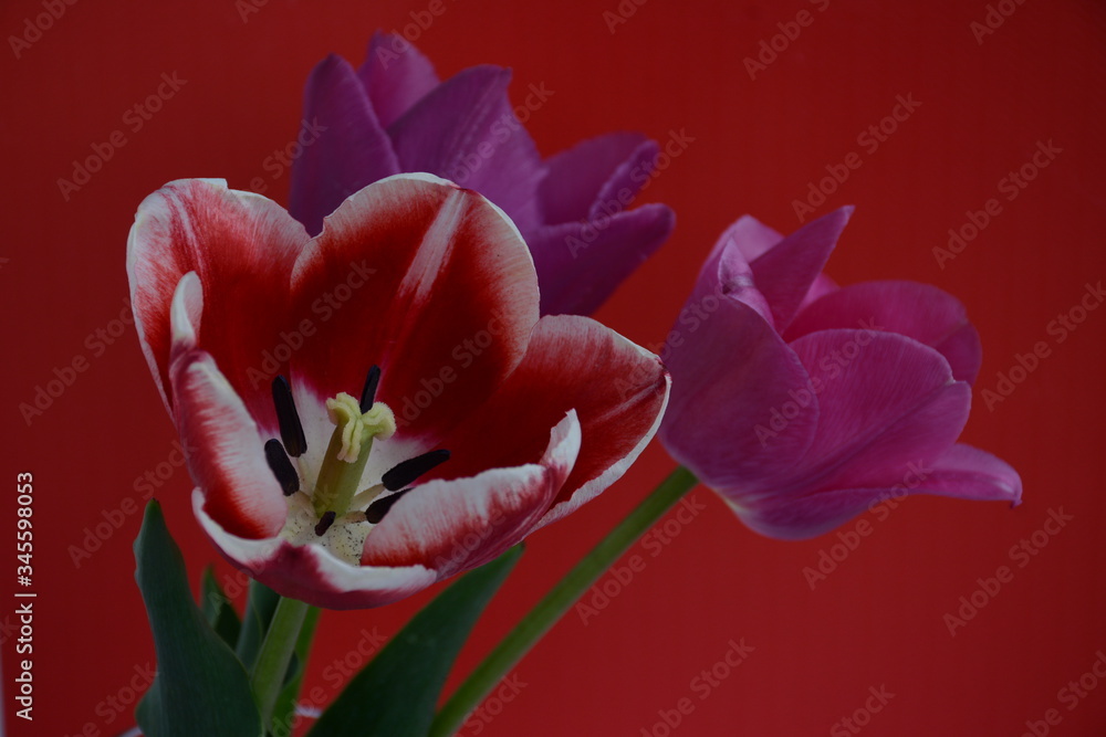 Three beautiful tulips of different varieties on a red background Three beautiful tulips of different varieties on a red background