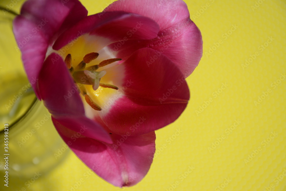 Pink tulip in a glass jar with water close-up on a yellow background