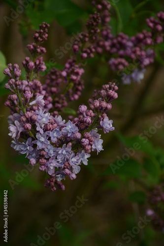 Tender purple lilac on a blurry green background