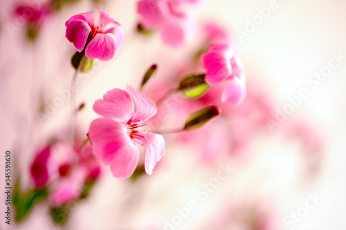Daisy flower against blue sky,Shallow Dof. spring flowers © Lyudmyla V