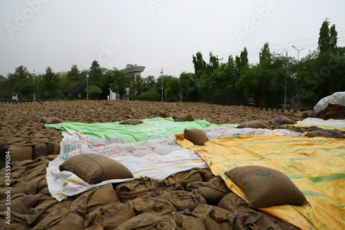 3 may 2020 sirsa\haryana\india.wheat crop kept in cereal market all spoiled due to rain photo