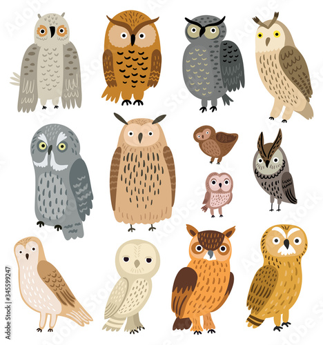 Owls. Vector set of different owls 