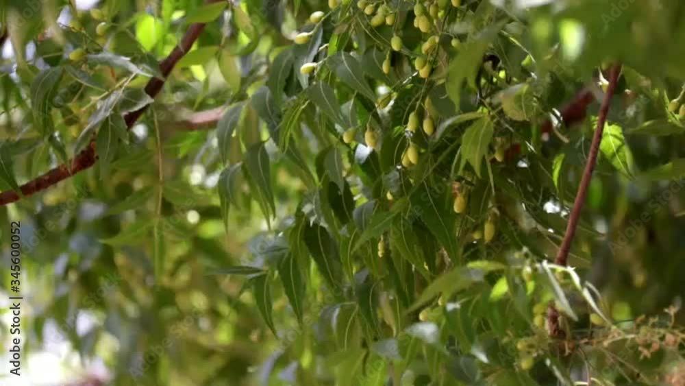 medicinal Neem leaf or Flowers with pure neem fruit, neem leaves,ayurvedic neem,neem branch with fruit,neem tree and fruit medicinal Neem leaf or Flowers with pure neem fruit, neem leaves,ayurvedic neem,neem branch with fruit,neem tree and fruit