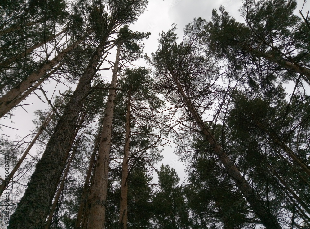 trees in the forest trees in the forest
