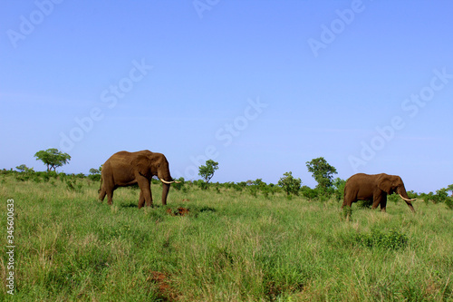 Elefanten im Krüger Nationalpark © Lisa