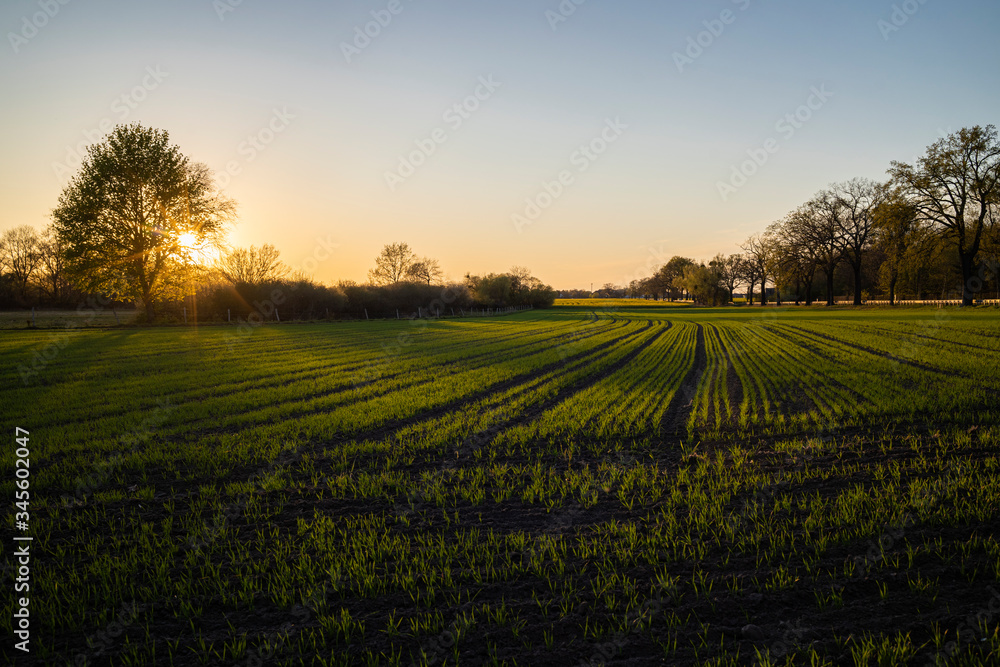 Sonnenuntergang über einem Feld in Brandenburg.