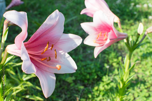 いくつも咲く赤と白のグラデーションのユリの花