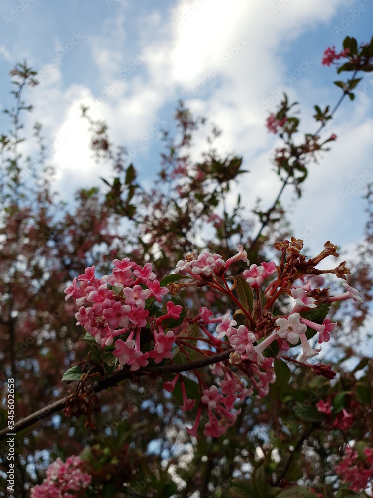 Fototapeta premium Frühlingsblüten