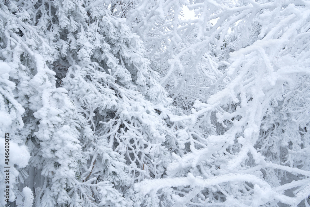 snow covered branches of trees snow covered branches of trees