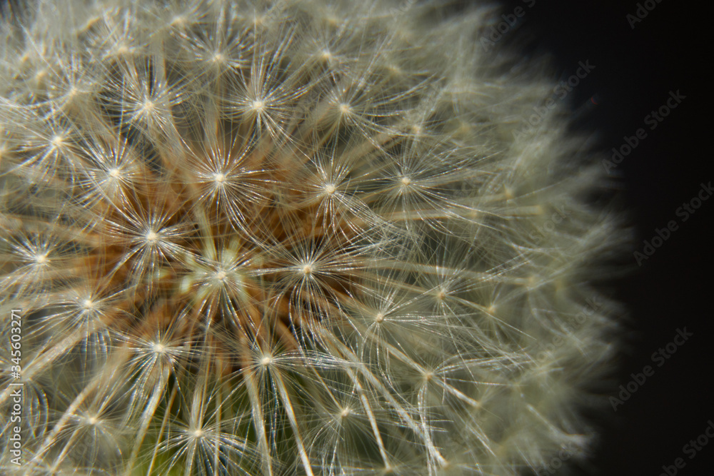 Obraz premium Dandelion close up in dark
