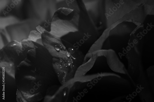 Petal water drop dew morning black and white day rain