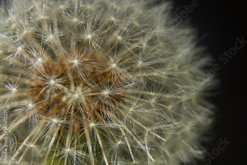 Dandelion close up in dark