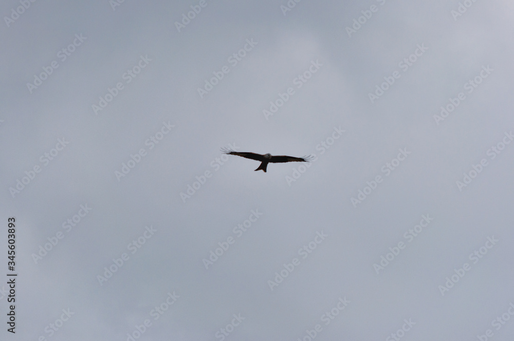 Aigle en vol Aigle en vol