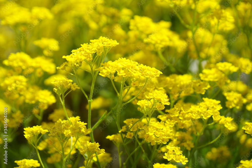 field of yellow flowers field of yellow flowers