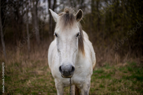 Portrait of a beautifil white horse