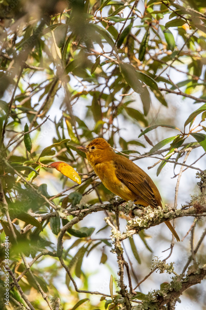 A solitary female Summer Tanager rests on a lichen covered Live Oak limb A solitary female Summer Tanager rests on a lichen covered Live Oak limb