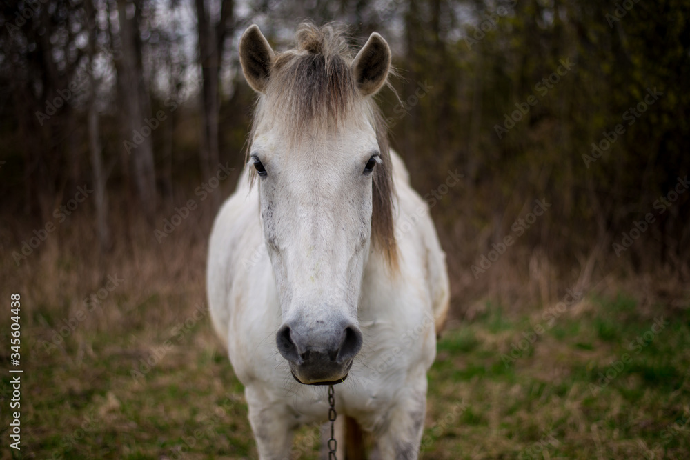 Portrait of a beautifil white horse